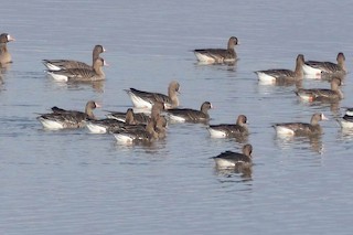 Lesser White-fronted Goose, ML314125501