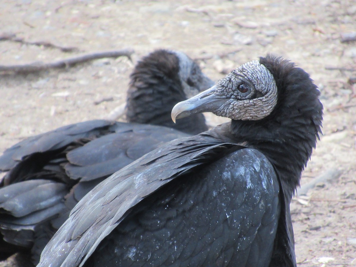 Black Vulture - ML314126351
