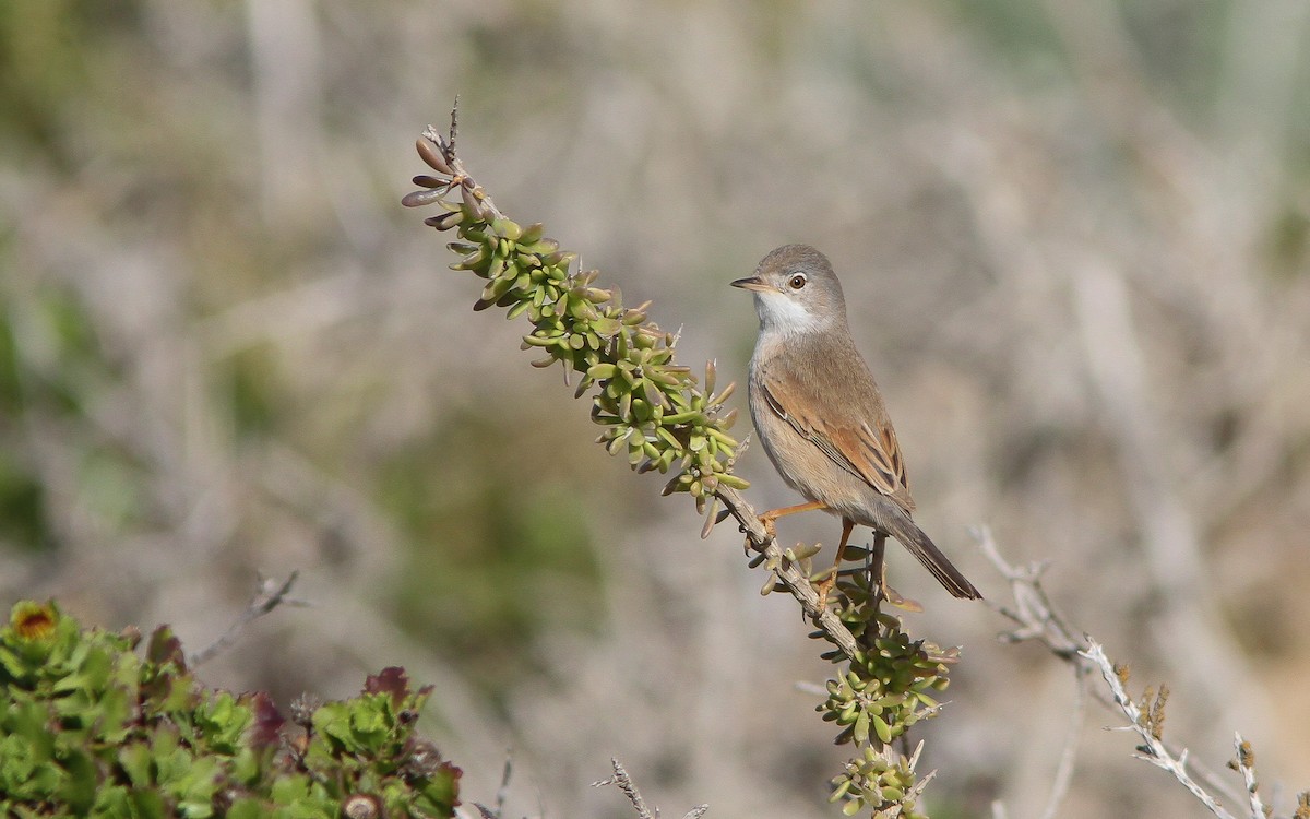 Spectacled Warbler - ML314128971