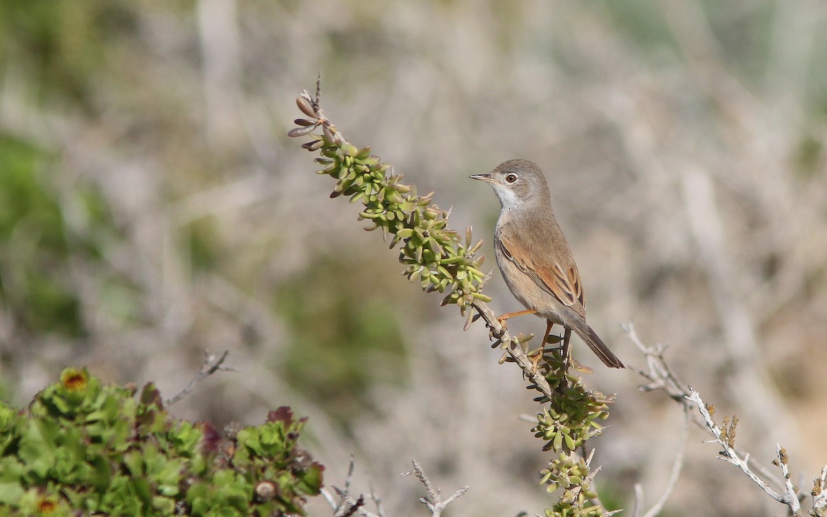 Spectacled Warbler - ML314128981