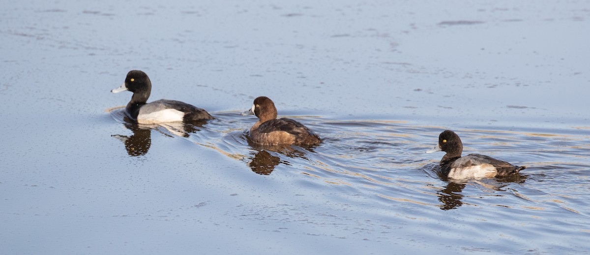 Greater Scaup - ML314133041