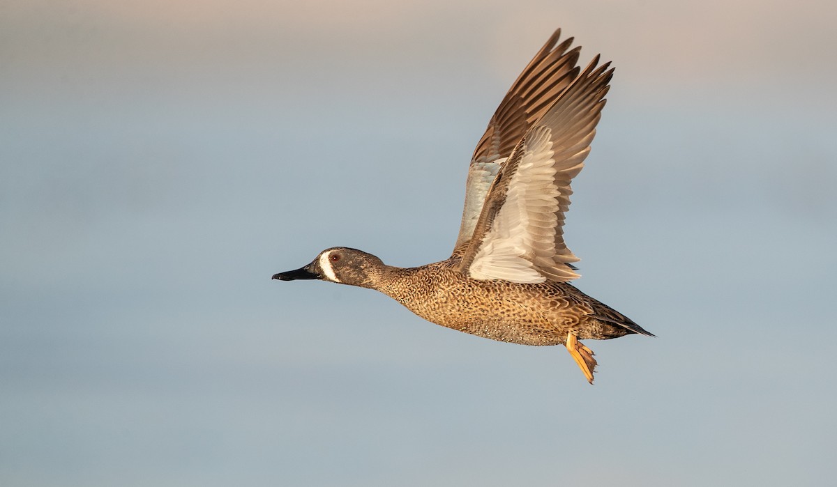 Blue-winged Teal - ML314133171