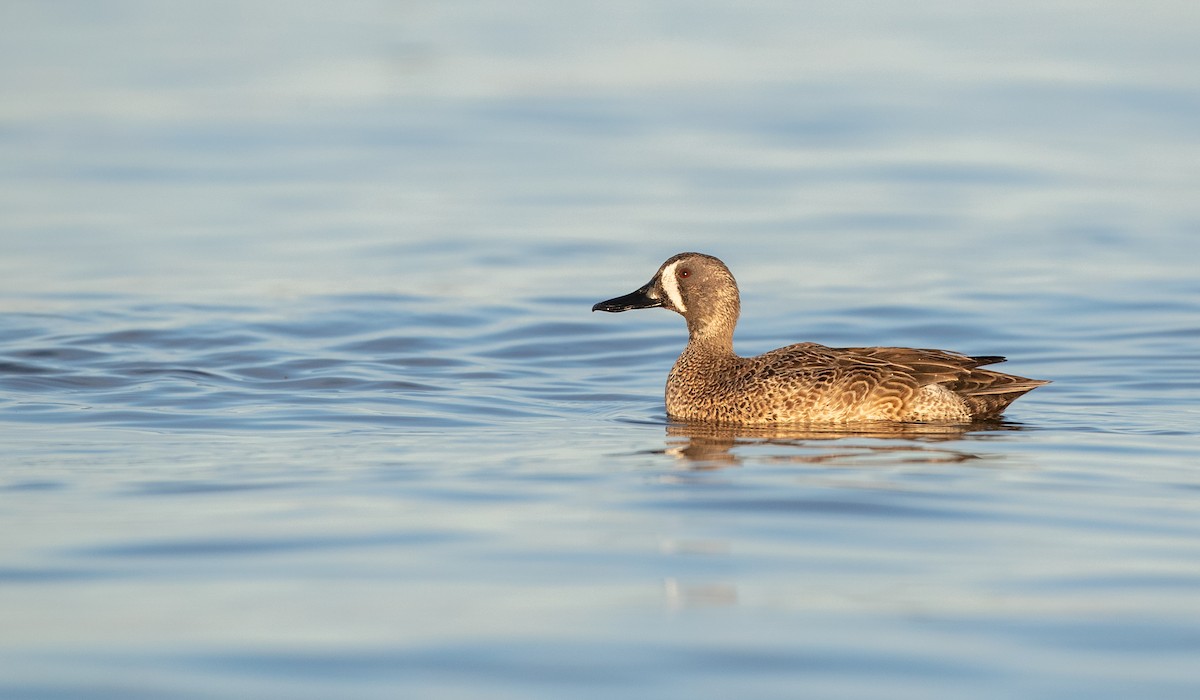 Blue-winged Teal - ML314133221