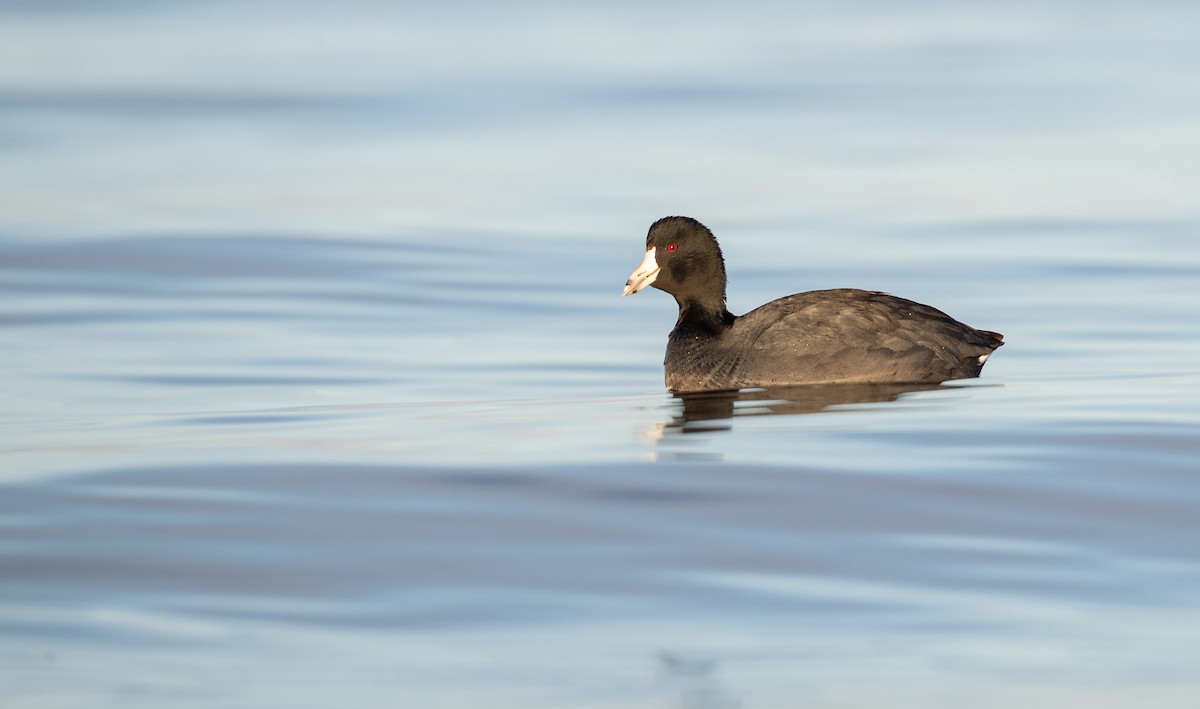 American Coot (Red-shielded) - ML314133271