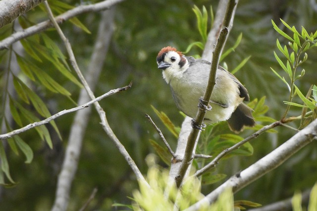 White-faced Ground-Sparrow