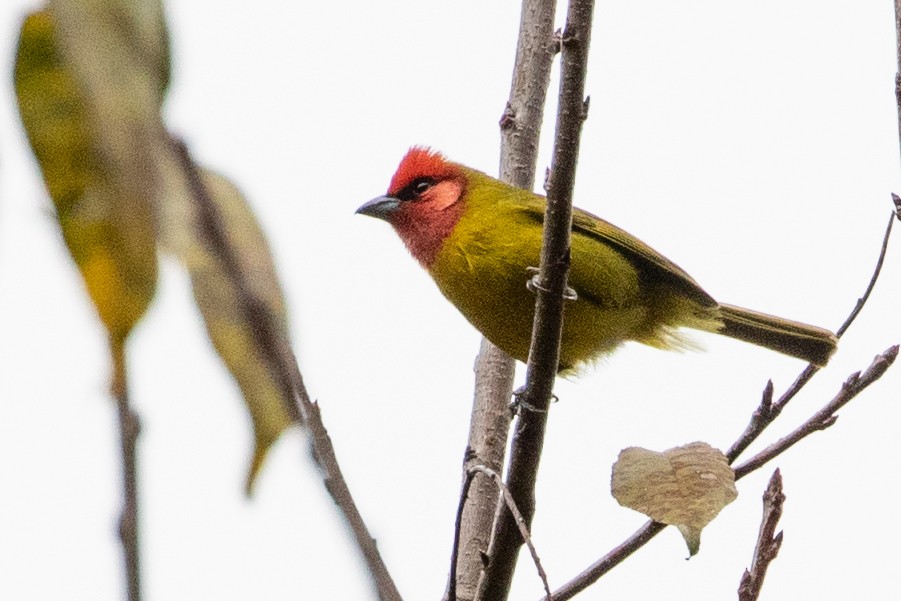 Red-headed Tanager - ML314144401