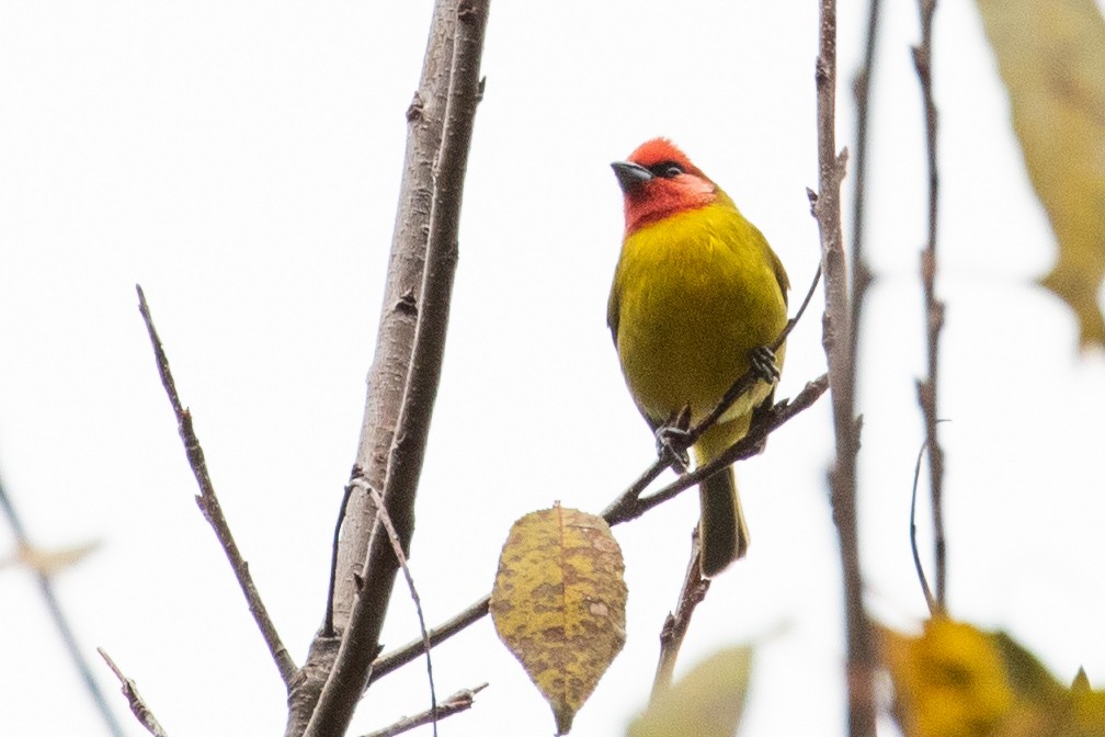 Red-headed Tanager - ML314144681