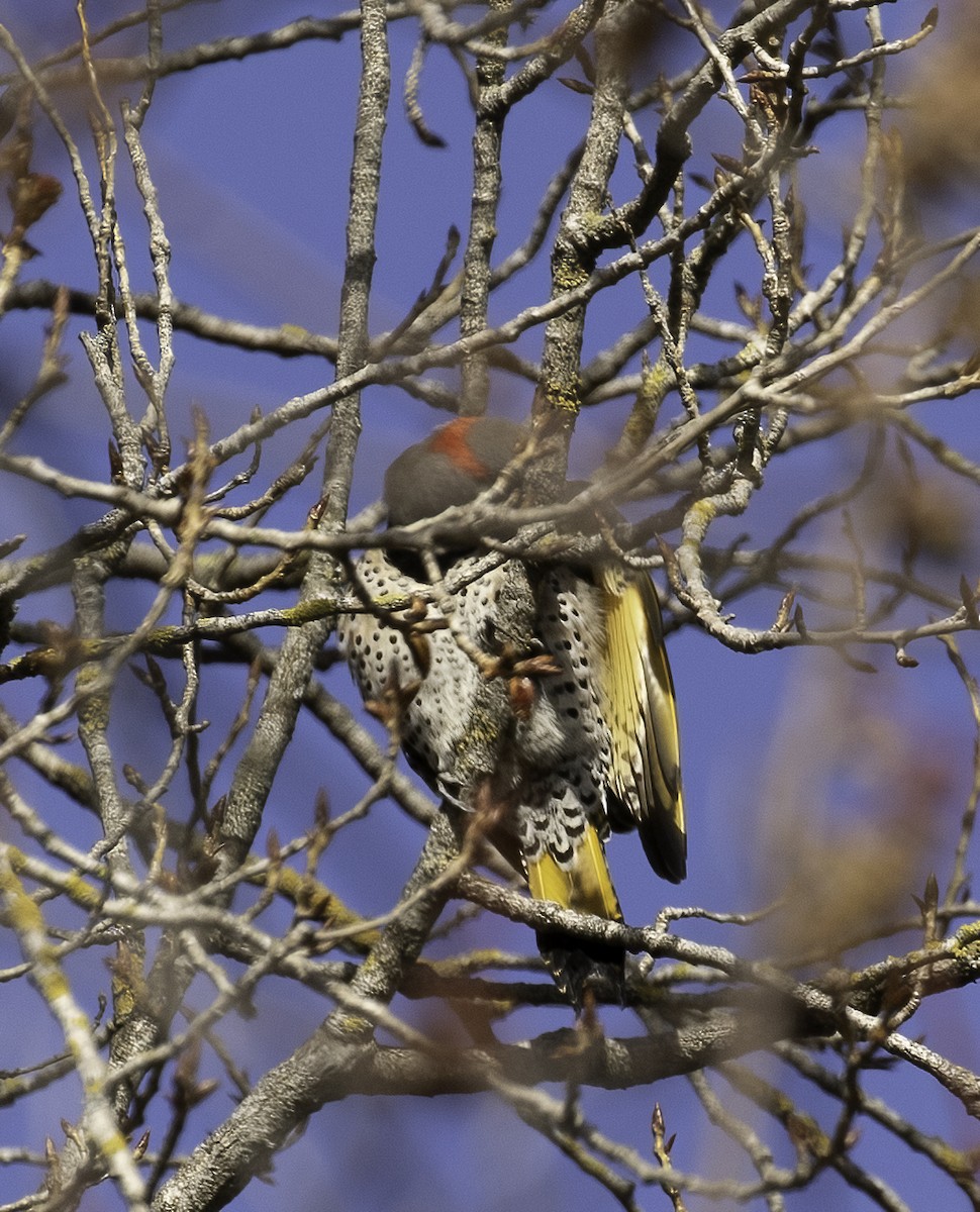 Northern Flicker (Yellow-shafted) - ML314145781