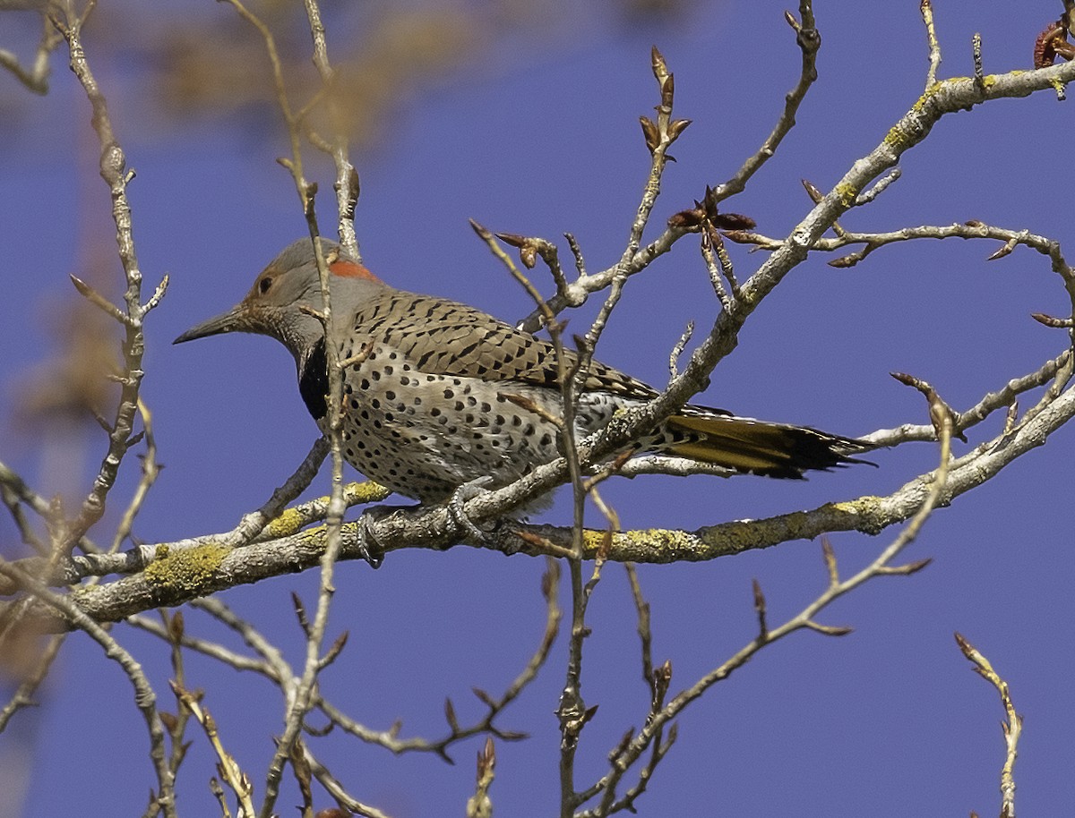 Northern Flicker (Yellow-shafted) - ML314145821