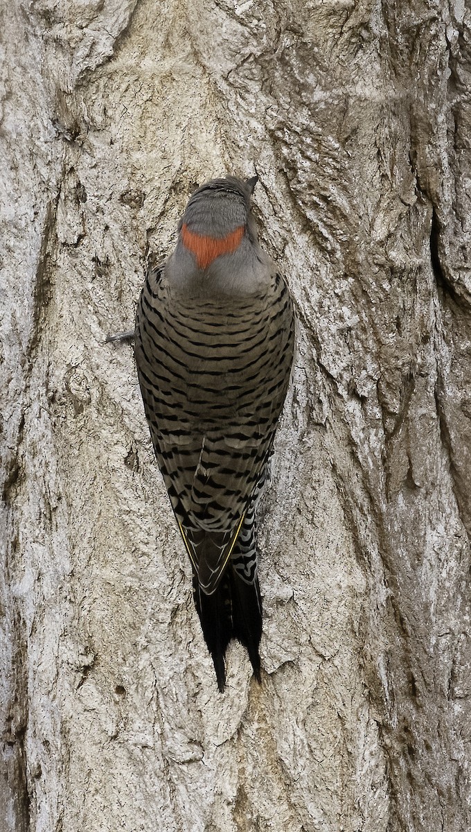 Northern Flicker (Yellow-shafted) - ML314145921