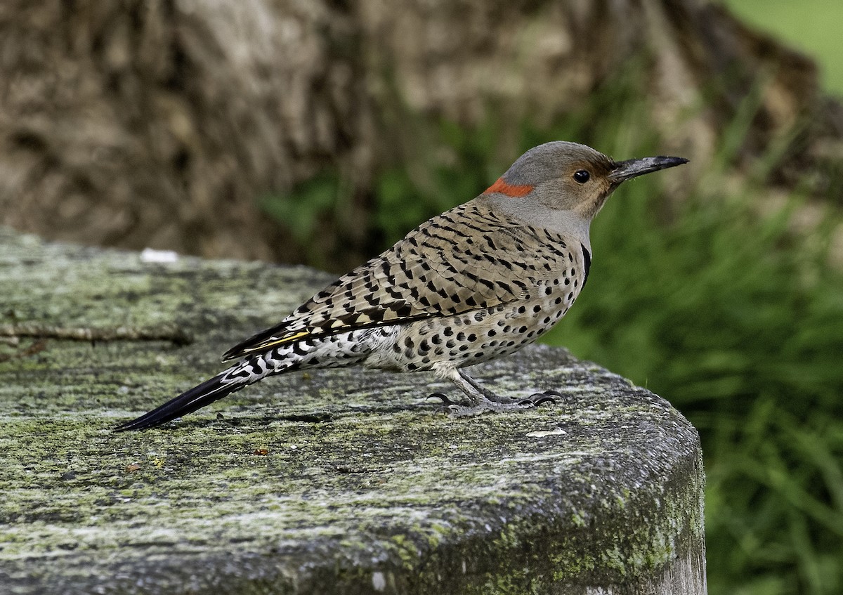 Northern Flicker (Yellow-shafted) - ML314146171