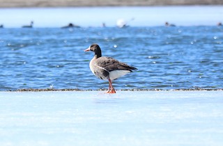 Greater White-fronted Goose, ML314146211