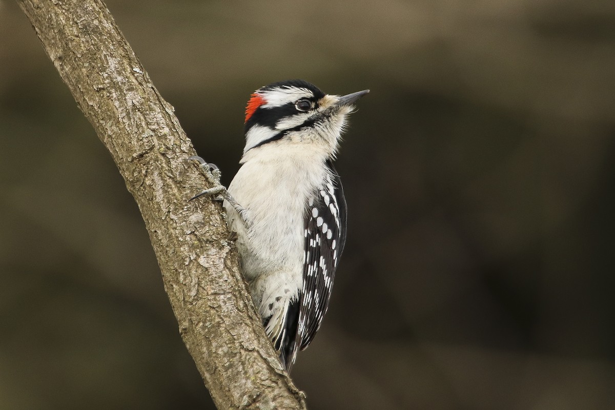 Downy Woodpecker - Jefferson Shank