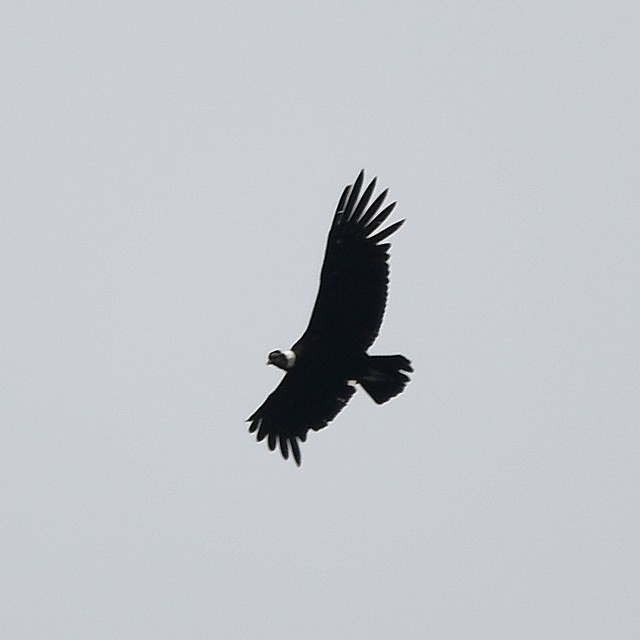 Andean Condor - ML314149841