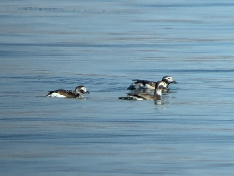 Long-tailed Duck - ML314150421