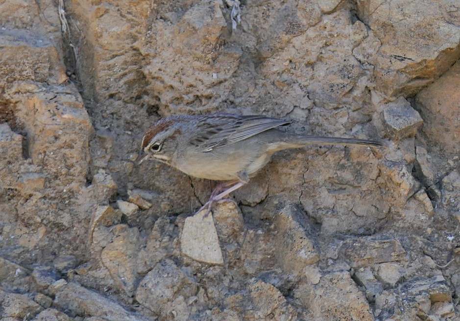 Rufous-crowned Sparrow - ML314150431