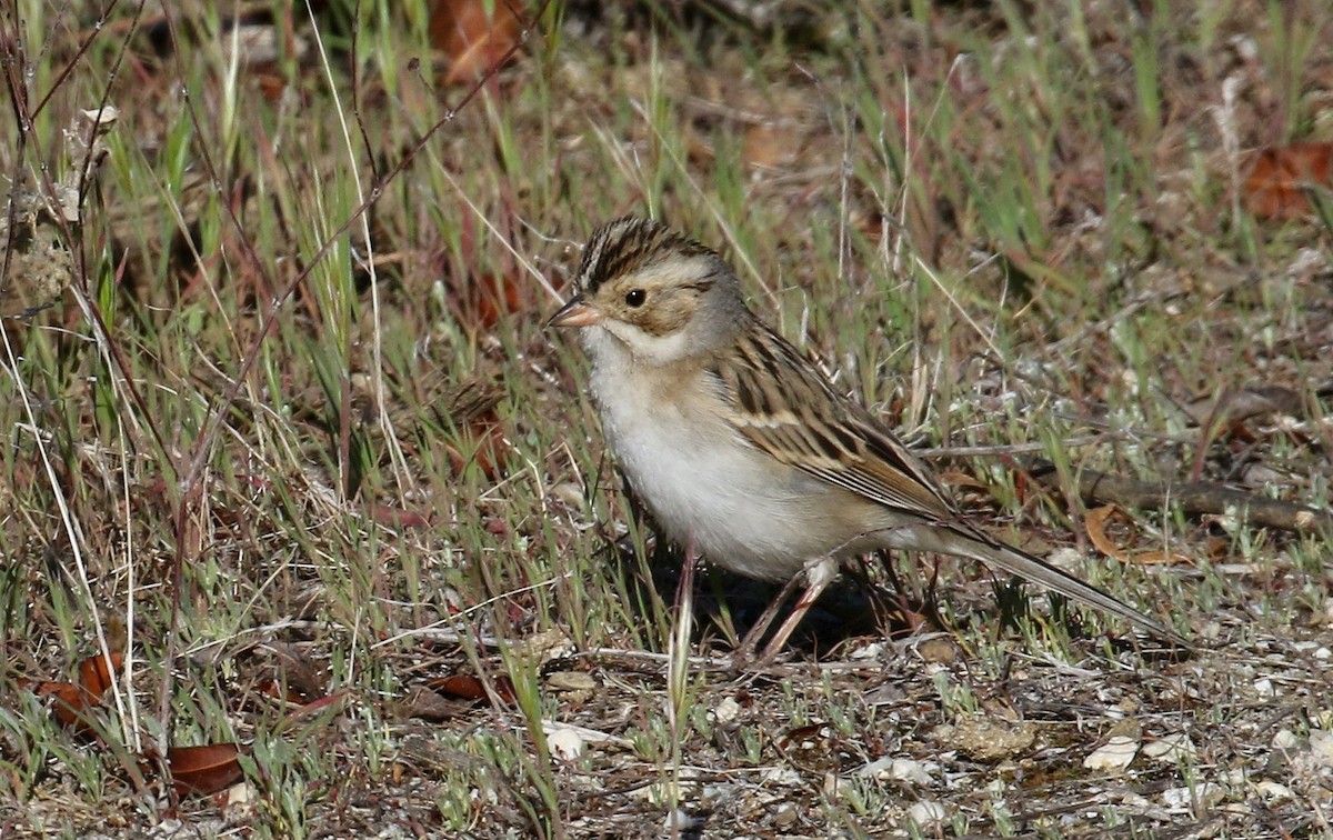 Clay-colored Sparrow - Matthew Grube