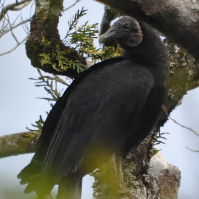 Black Vulture - Andrés Cecconi