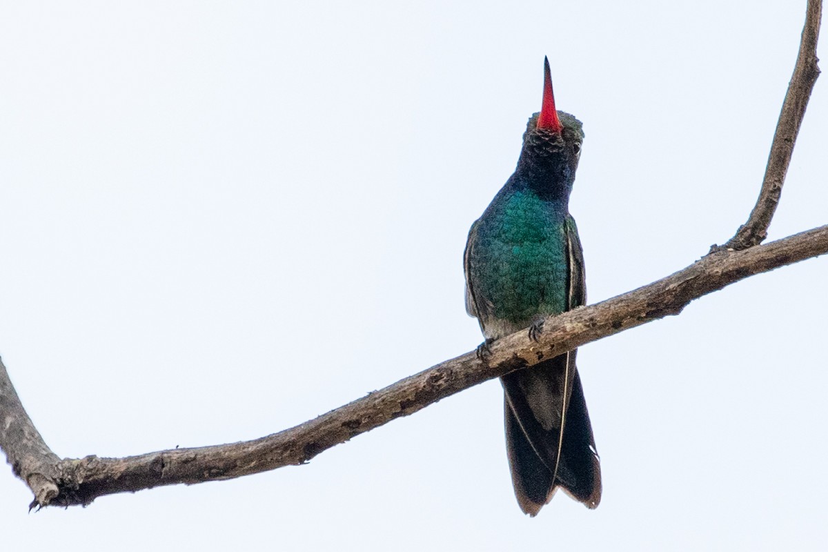 Broad-billed Hummingbird - Sue Wright