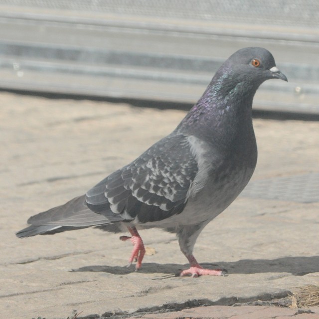 Rock Pigeon (Feral Pigeon) - ML314157351