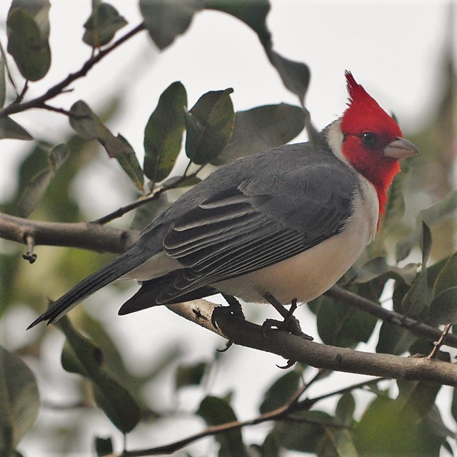 Red-crested Cardinal - ML314158021