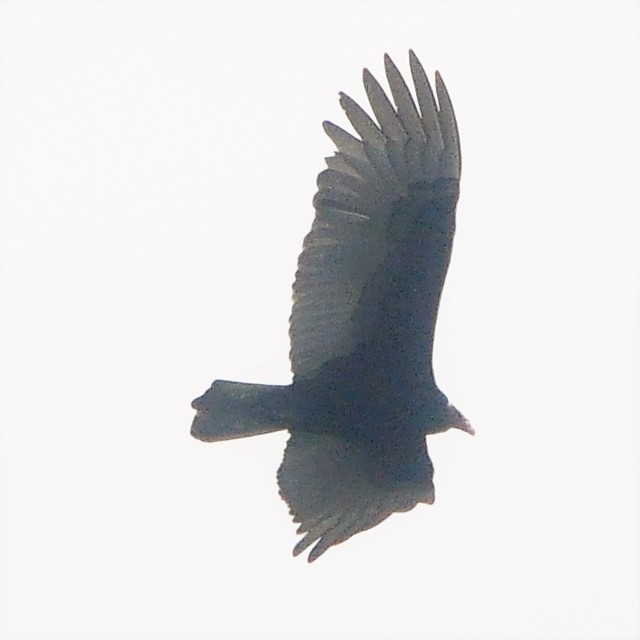 Turkey Vulture - ML314158551