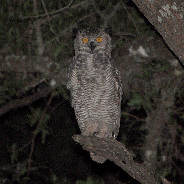 Great Horned Owl - ML314159351