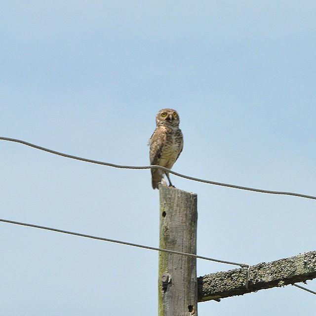 Burrowing Owl - ML314160521