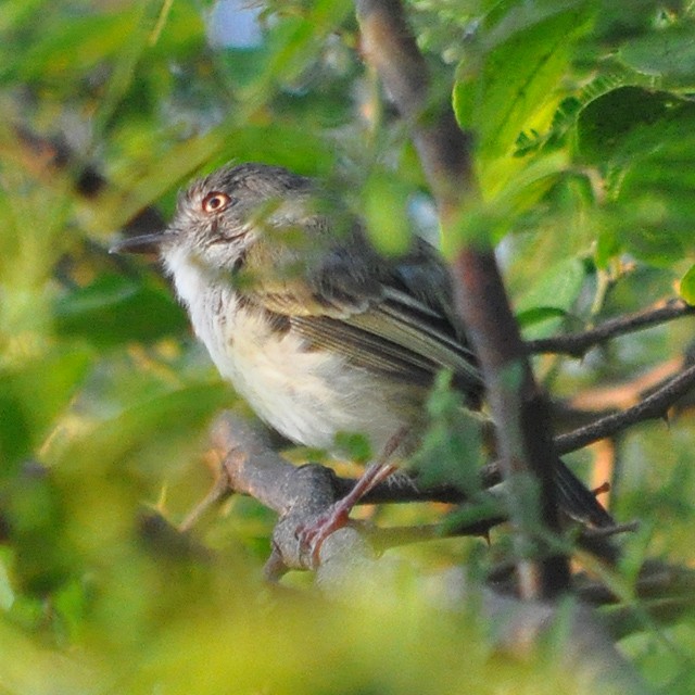 Pearly-vented Tody-Tyrant - ML314160661