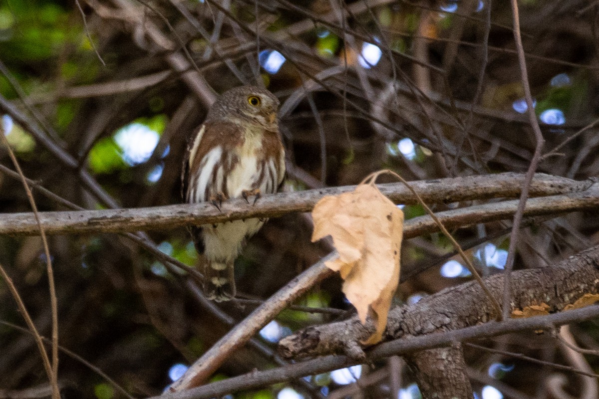Colima Pygmy-Owl - ML314161031