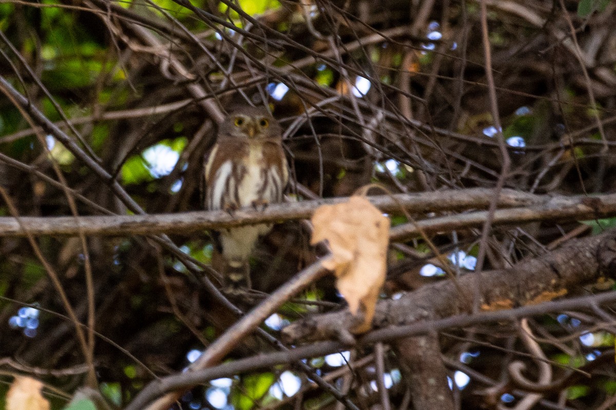 Colima Pygmy-Owl - ML314161321