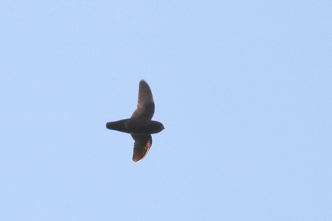 Spot-fronted Swift - Sean Williams