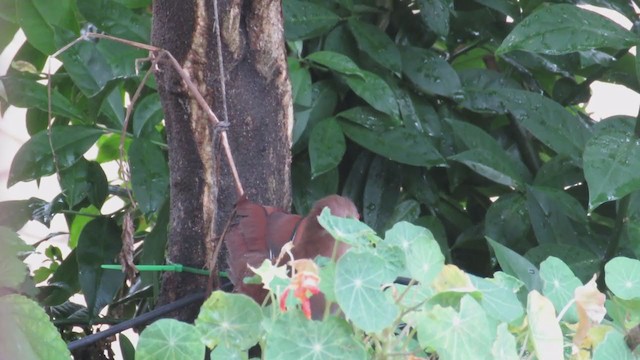 Squirrel Cuckoo (Amazonian) - ML314164781