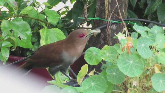 Squirrel Cuckoo (Amazonian) - ML314166921