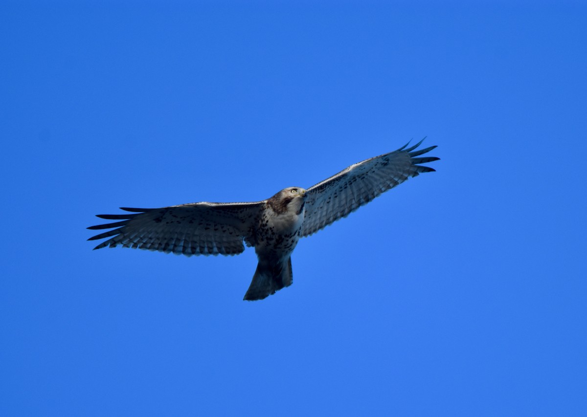 Red-tailed Hawk - ML314178691
