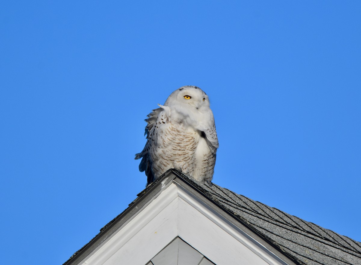 Snowy Owl - ML314179011