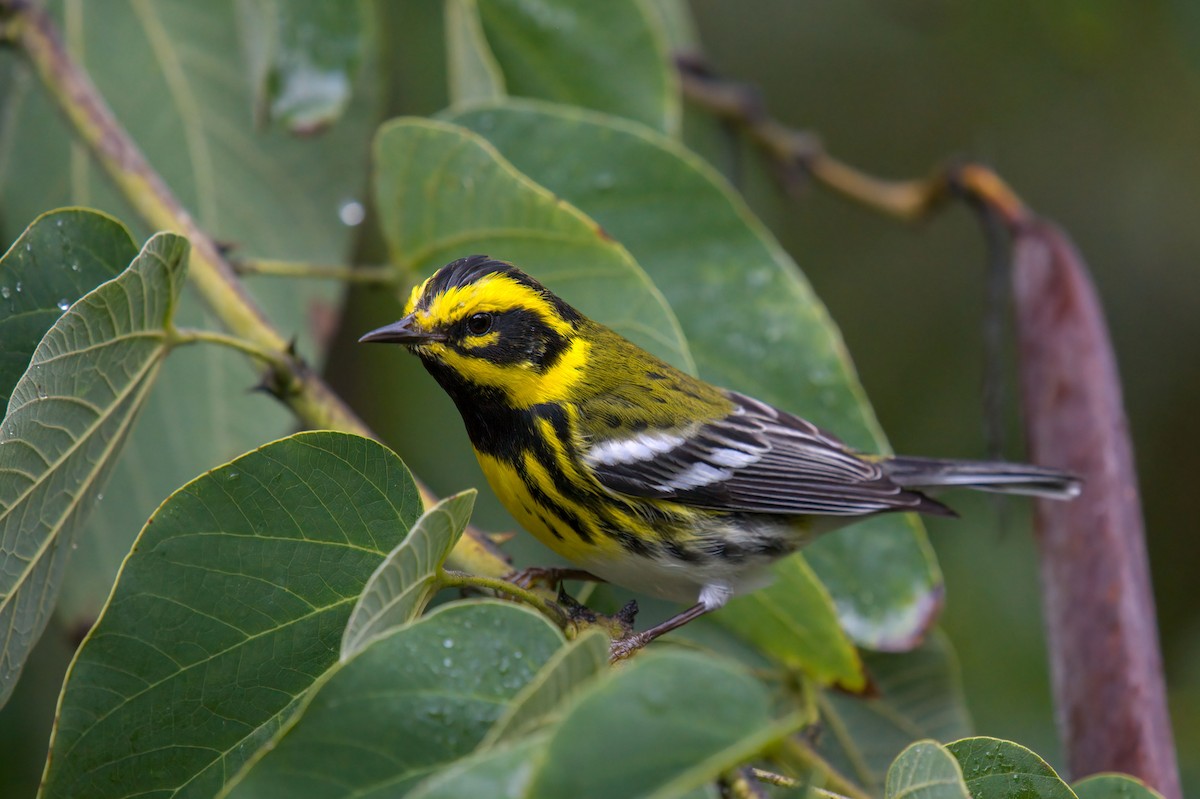 Townsend's Warbler - Andrew Newmark