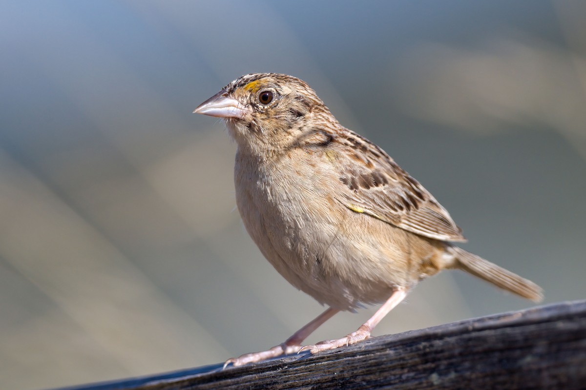 Grasshopper Sparrow - Andrew Newmark