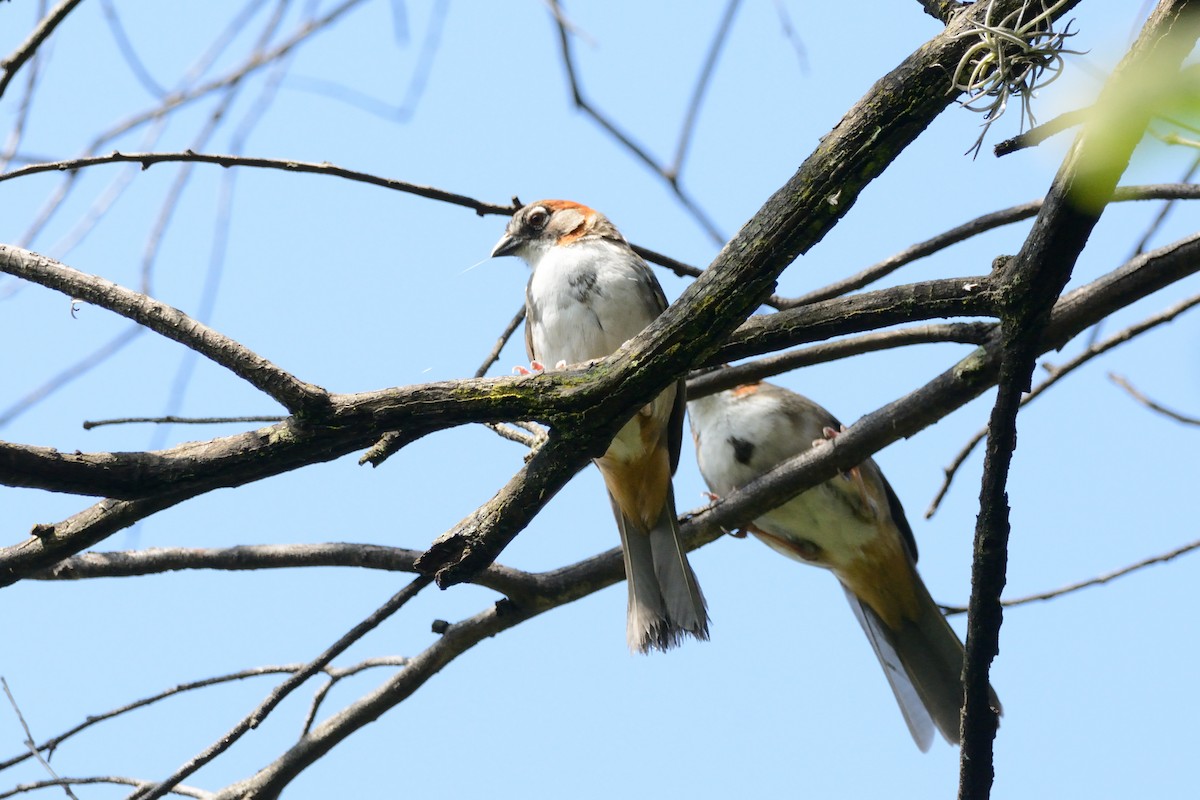 Rusty-crowned Ground-Sparrow - AvesFC UNAM