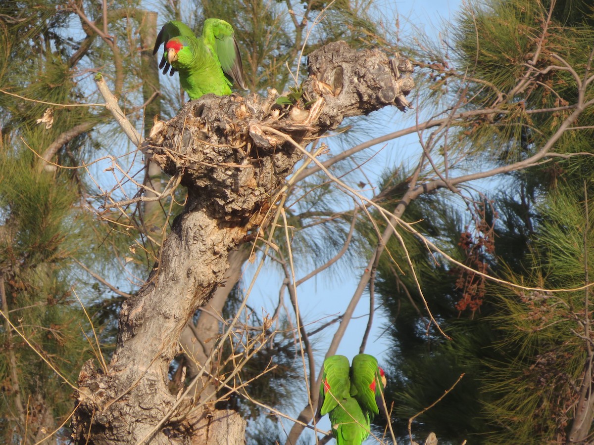Red-crowned Parrot - Bob Packard