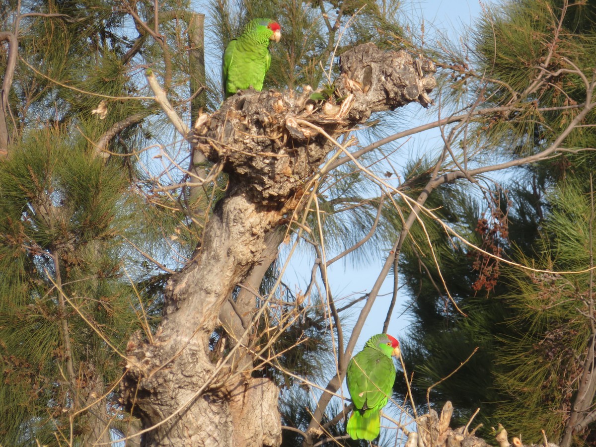 Red-crowned Parrot - ML314193861