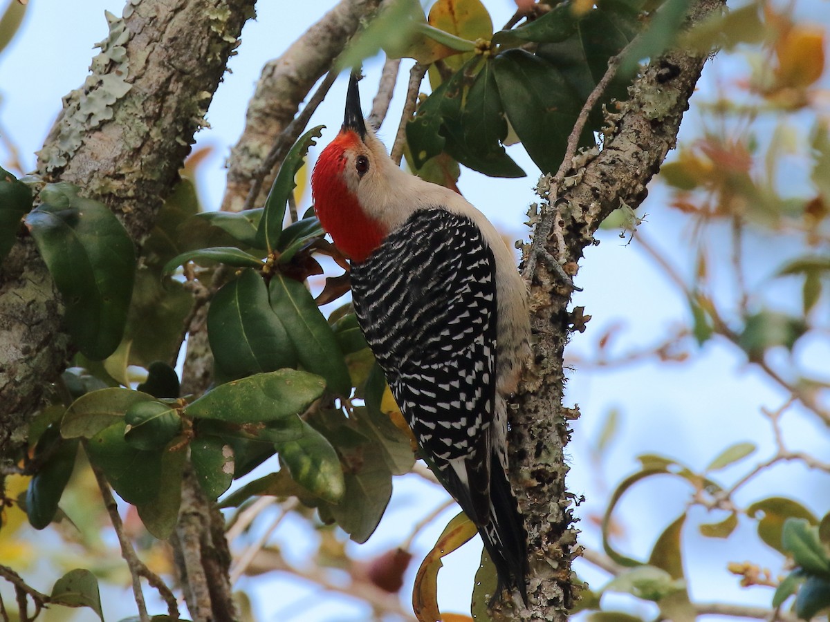 Red-bellied Woodpecker - ML314196961