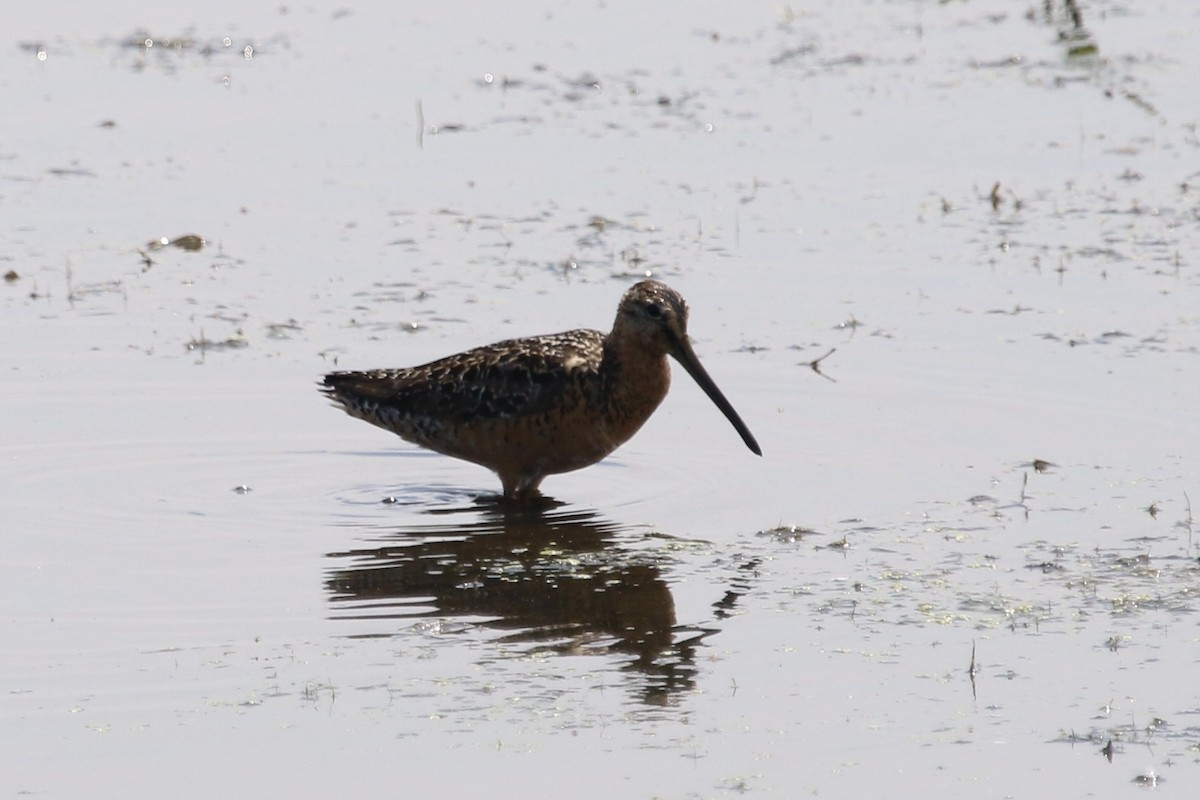 Long-billed Dowitcher - ML31420221