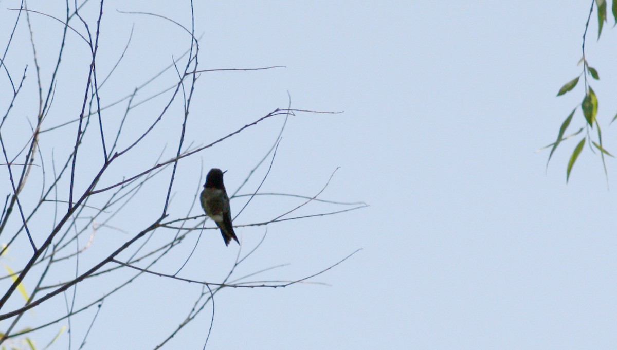 Ruby-throated Hummingbird - Jay McGowan