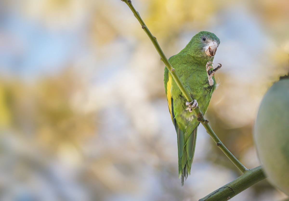 White-winged Parakeet - Anonymous