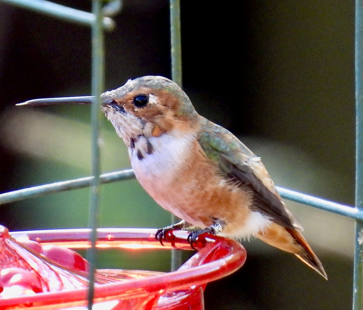 Allen's Hummingbird - Van Remsen