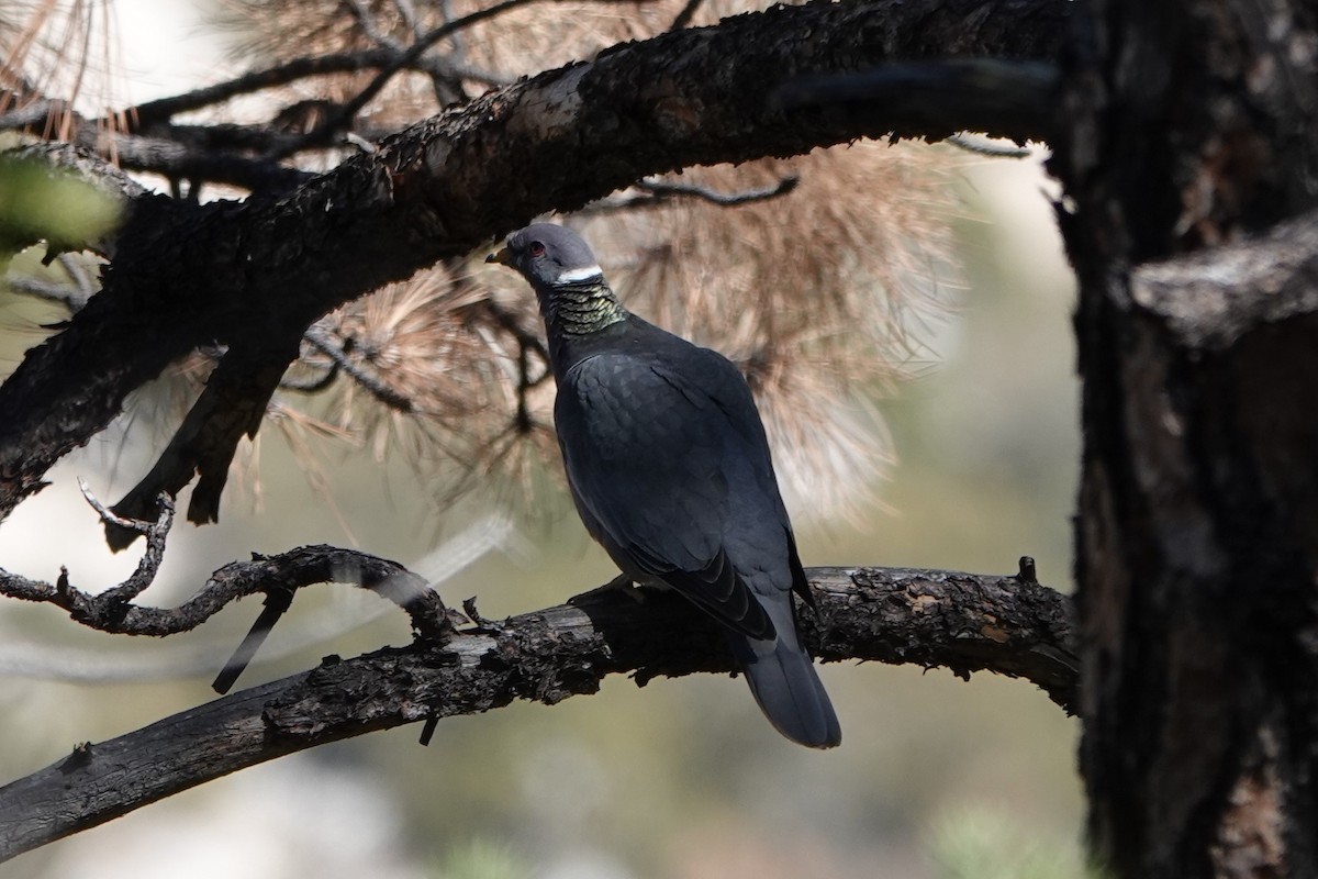 Band-tailed Pigeon - Mark Otnes