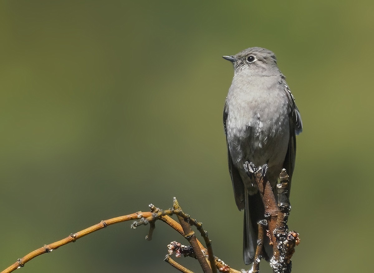 Townsend's Solitaire - Anonymous