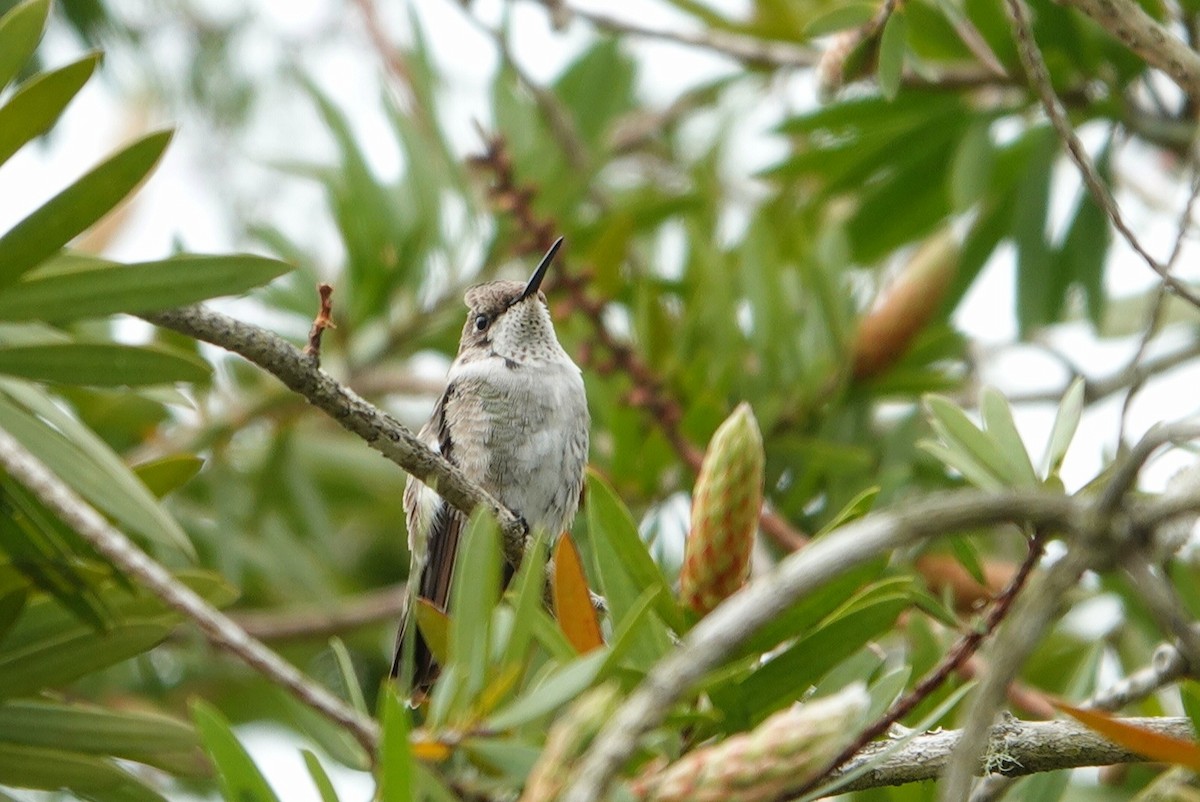 Black-chinned Hummingbird - ML314215531