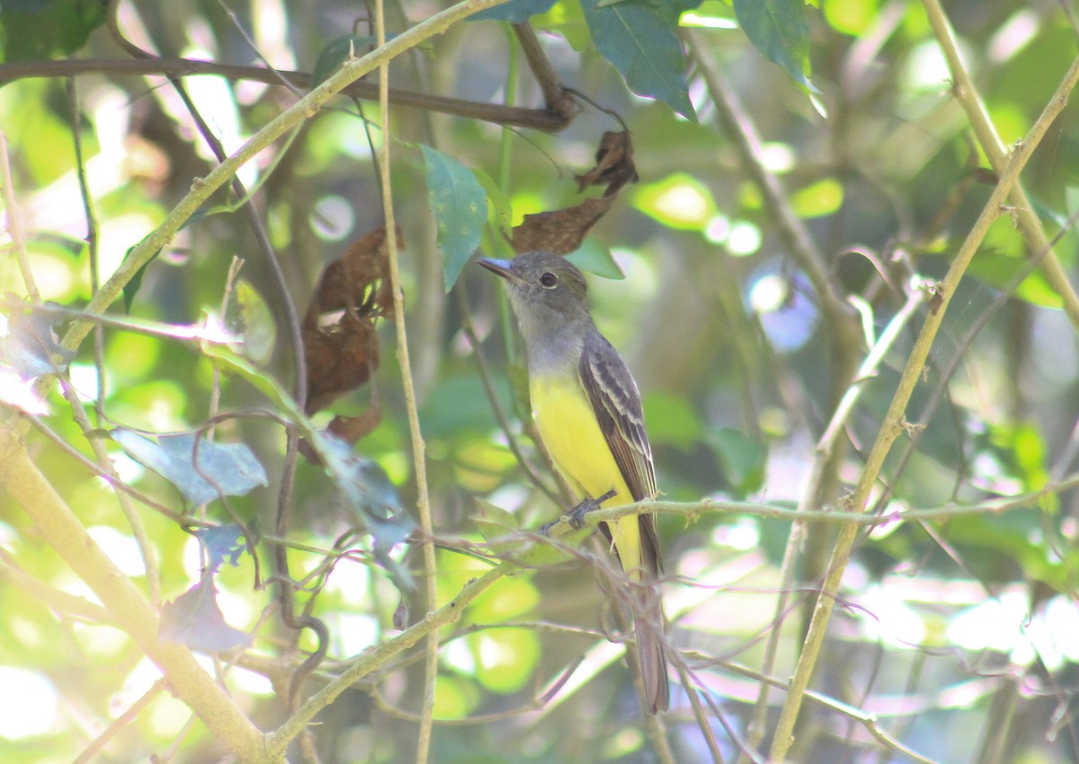 Great Crested Flycatcher - ML314217191